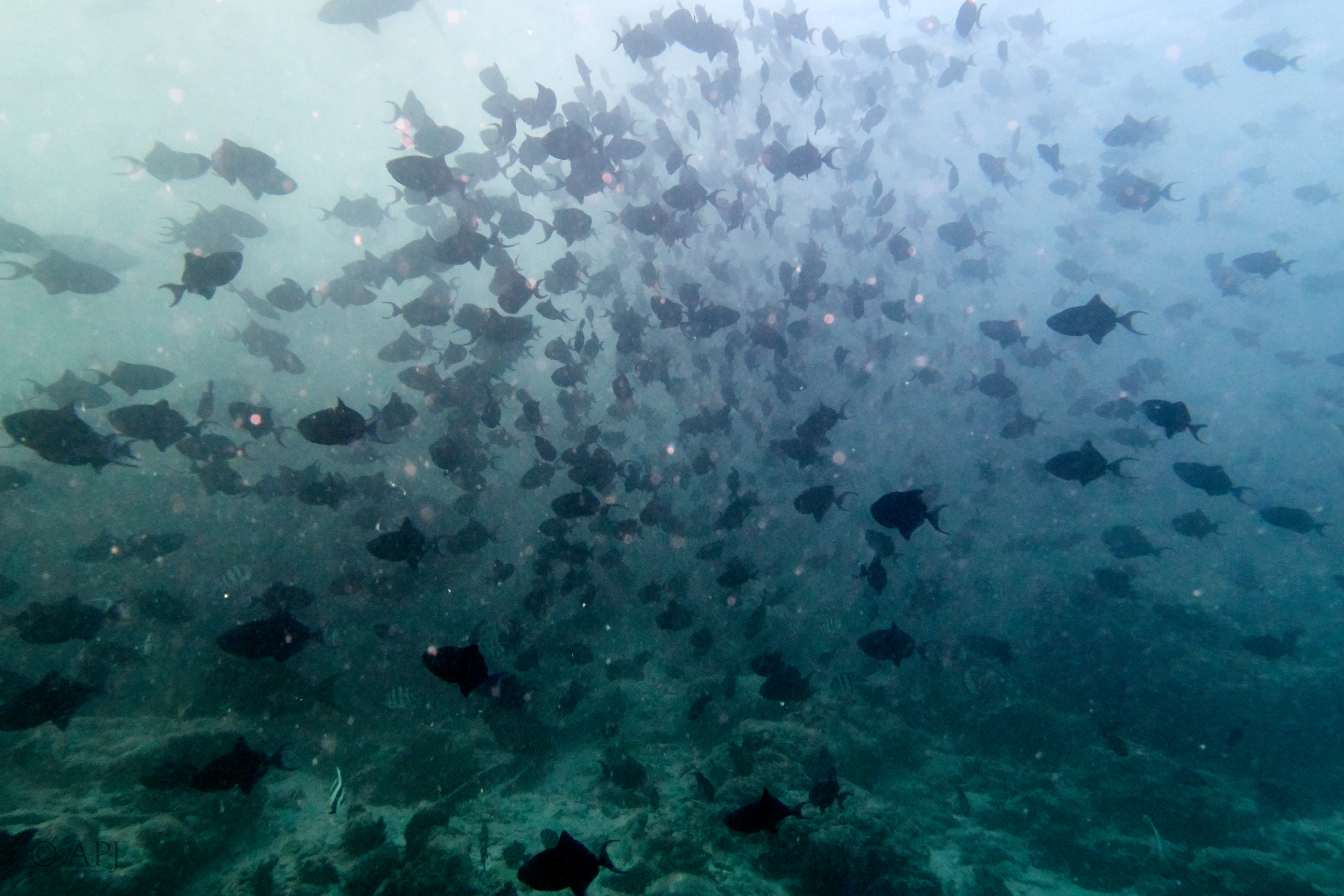 000040 13 08 17  Canon PowerShot G7 X Mark II   Malediven2017